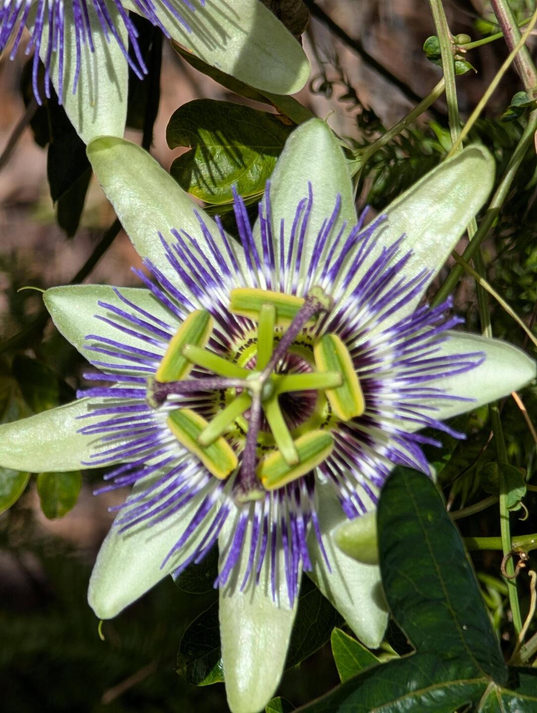 Pretty flowers outside