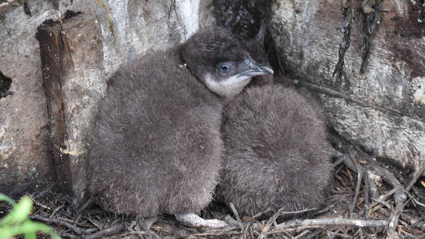 At the very end of the tour, we had the opportunity to see the three fuzzy chicks.