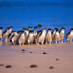 They come out of the water in groups