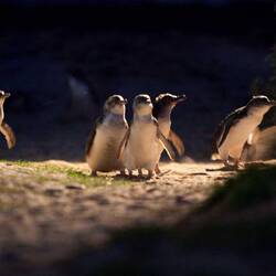 Fun to watch them waddle onto the beach