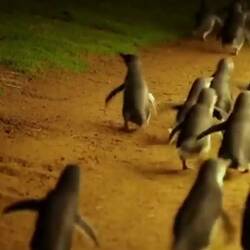 Walking back to the visitor center. We saw another 30 or 40 literally right at our feet