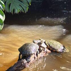 Viel Schildkrötenliebe 🤍