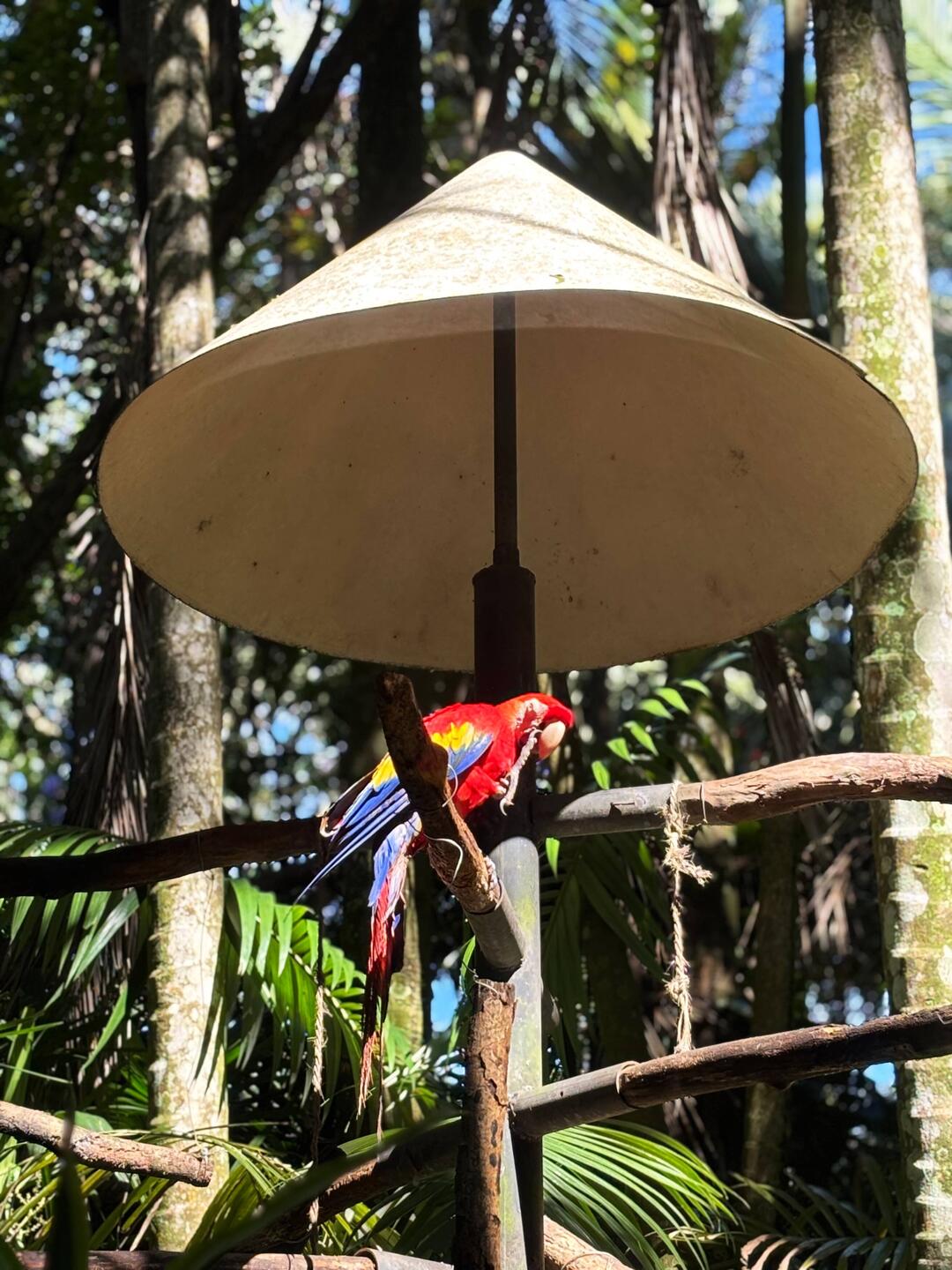 Die süßen chillen am Anfang frei rum 🦜