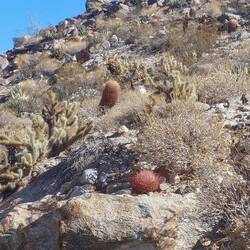 Red Needle Barrel Cactus