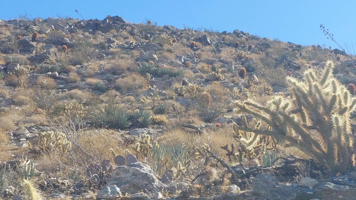 Cholla Cactus