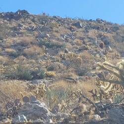 Cholla Cactus