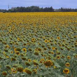 Sonnenblumen Central