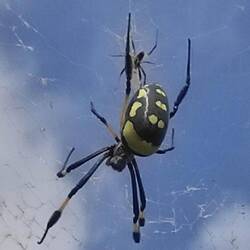 Spinnennetze über den Wegen