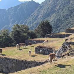 Lamas hanging around on the terraces