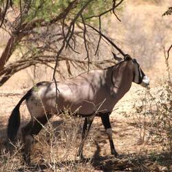 Oryx mit einem verbogenem Horn rechts.