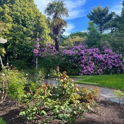 Rosengarten im Park von Invercargill
