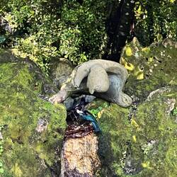 Ein Tūi beim baden und trinken
