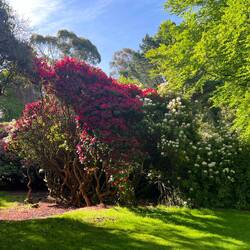 So groß können Rhodedendren werden 😳