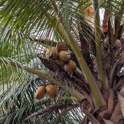 Einige wären fallbereit 🌴🥥