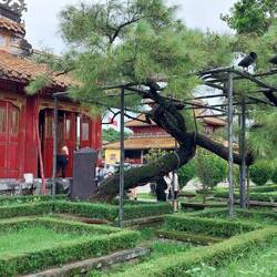 Tree outside the To Mieu Temple