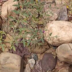 Wer hätte gedacht, dass es nah an der Wüste so viele Frösche gibt