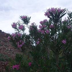 Der Oleander blüht dort auch sehr schön