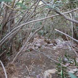 Man kommt vor lauter Gestrüpp kaum durch