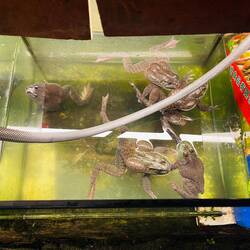 Vor vielerlei Restaurants stehen solche Aquarien...