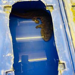 Unzählige der wunderschönen Riesensalamander warten hier auf ihren Tod...