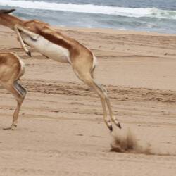 Springböcke auf der Flucht