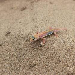 Namibgecko