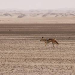 Schakal sucht tote Robben