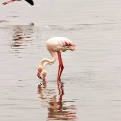 Synchron-Flamingos