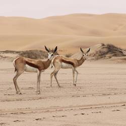 Springböcke auf der Hut