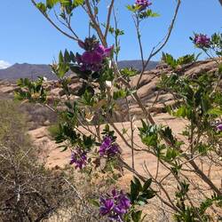 Fischbohnen Strauch Fische sterben von den Bohnen und werden eingesammelt und gegessen