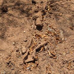 Termitenbau von Zellulose fressenden transparenten Termiten