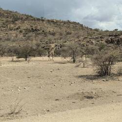 Auf dem Heimweg sind Giraffen am Straßenrand