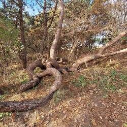 Die Bäume wachsen hier sehr eigenwillig