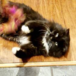 At just four years old Whiskers has a lot more playful energy than Abby the Tabby