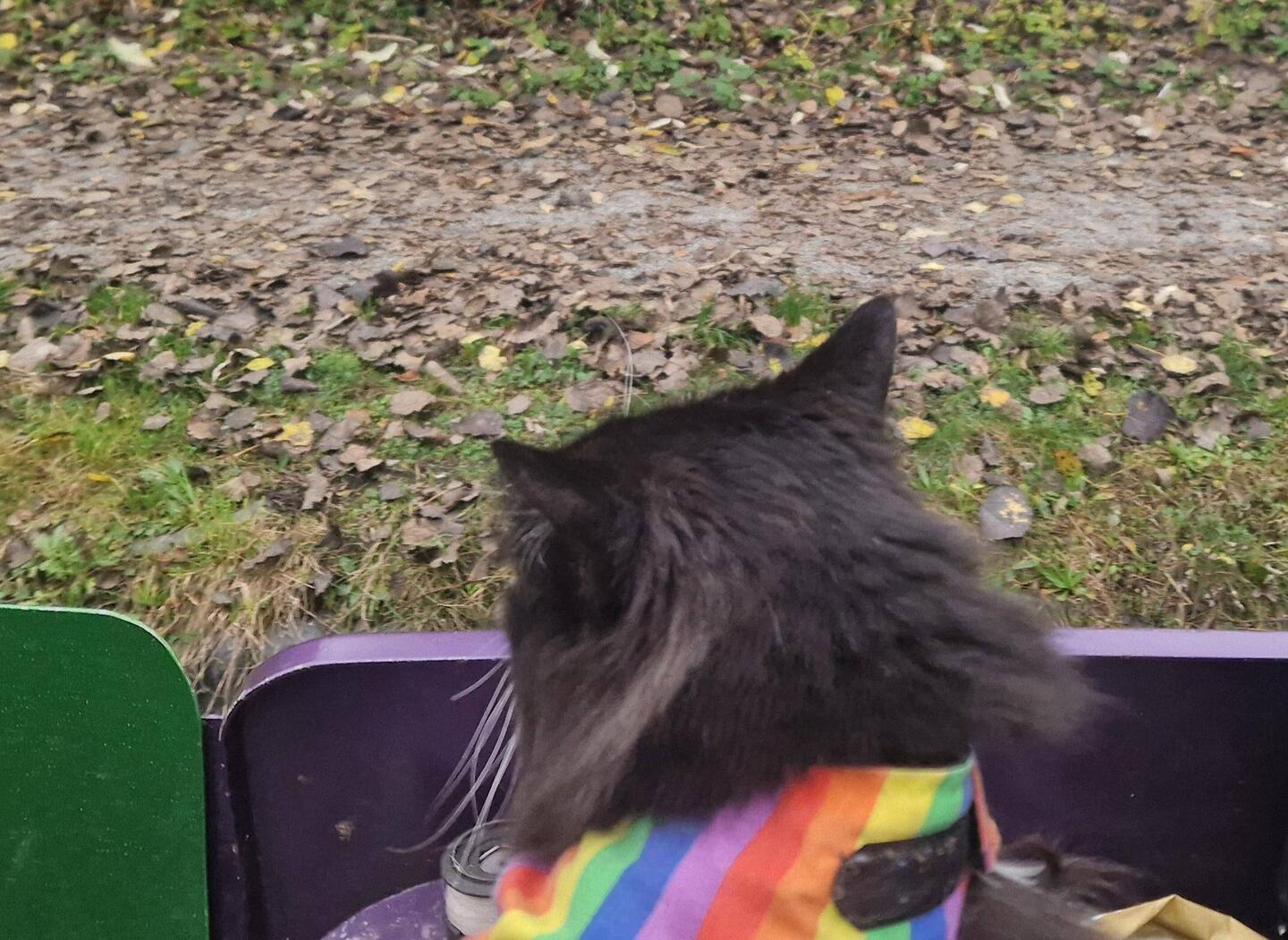Whiskers wants to be on the stern at times when we are travelling so wears his harness for safety