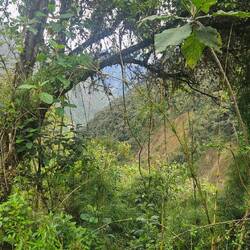 Descending to the Amazon 💚