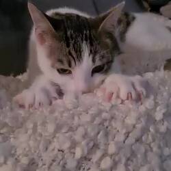 Ziggy, die Hauskatze ist soooo süß