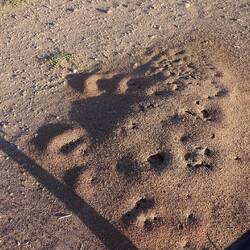 Ein Ameisenhaufen aus Sand