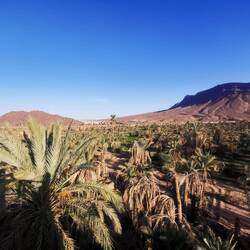 Foum Zguid ist von Dattelpalmen umgeben