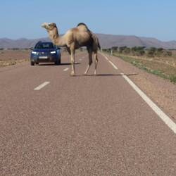 Das Auto beeindruckt ihn wenig