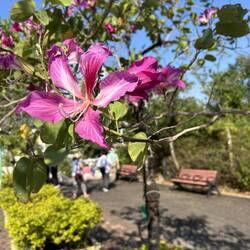 Bauhinia × blakeana commonly called the Hong Kong orchid tree.