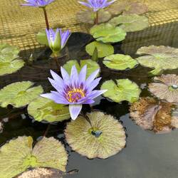 Lotus flower in one of many Lotus flower ponds.