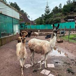 Lamas und Alpakas