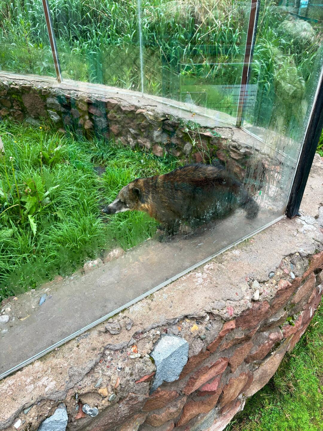 Nasenbär