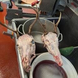 deer skull
