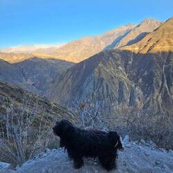 This little fluff walked all the way up with me 🖤