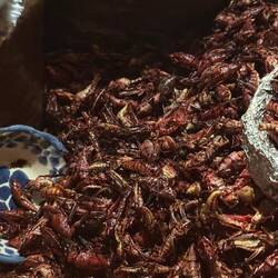 Heuschrecken sind hier eine Spezialität