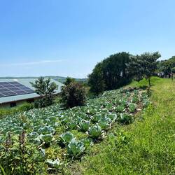 Der Kohl Feld muss weg. Das anfallende Regenwasser fließt hier ungebremst hinter die Werkstätten.