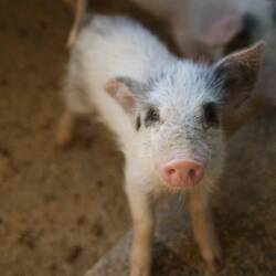 Die kleine Shakira wartet auf ihre Portion Tomatenschalen.