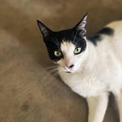 Neben unseren Farmtieren, kommt uns Chapatti hin und wieder im Guest House besuchen :)